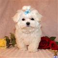 Maltese