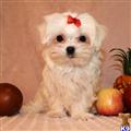 Maltese