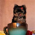 Yorkshire Terrier