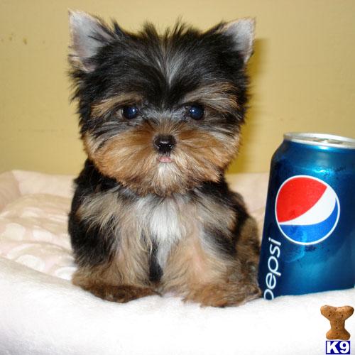 Yorkshire Terrier Puppies for Sale