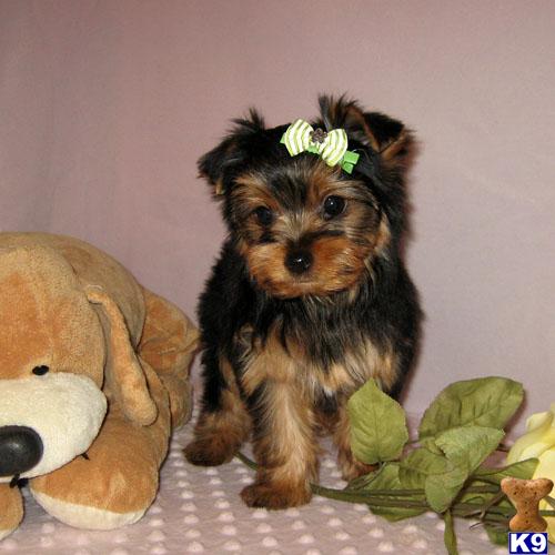 Yorkshire Terrier Puppies for Sale