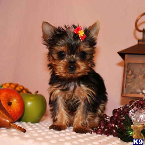 Hypoallergenic Dogs