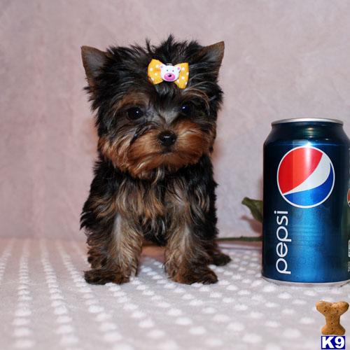 Hypoallergenic Dogs