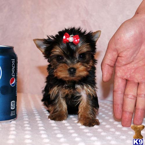 Hypoallergenic Dogs