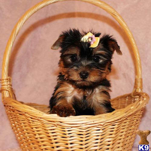 Hypoallergenic Dogs