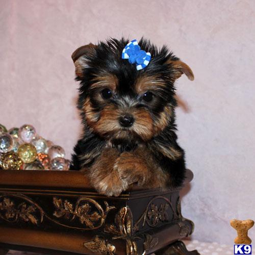 Hypoallergenic Dogs