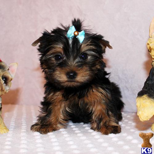 Hypoallergenic Dogs