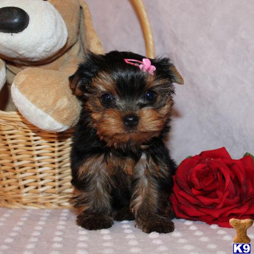 Hypoallergenic Dogs