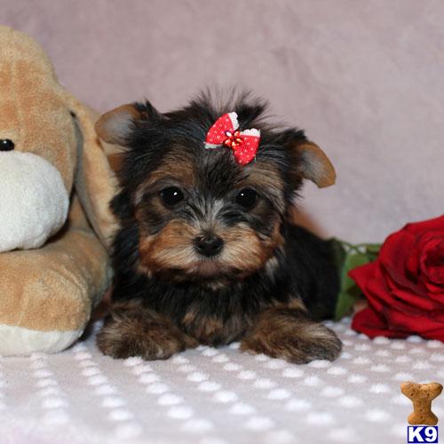 Hypoallergenic Dogs