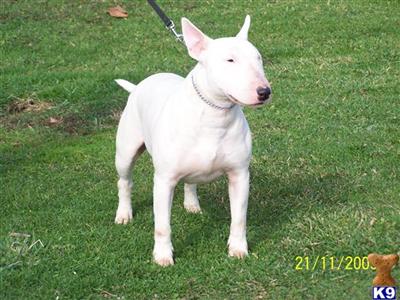 Dogs for Sale in IN