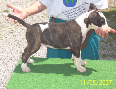 Bull Terrier Puppies for Sale
