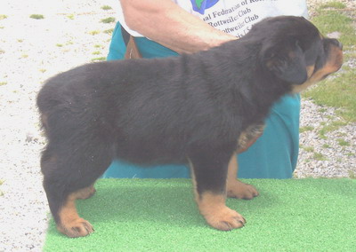 Rottweiler Puppies in IN