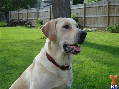Stud Dogs in IL