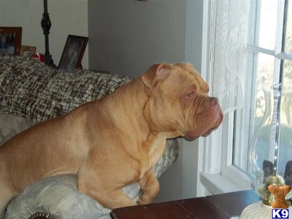 Stud Dogs - Old English Bulldog