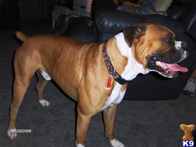 Stud Dogs - Boxer