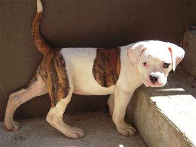 American Bulldog Puppies in NY