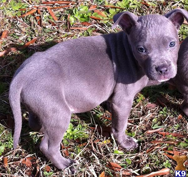 Puppies in GA