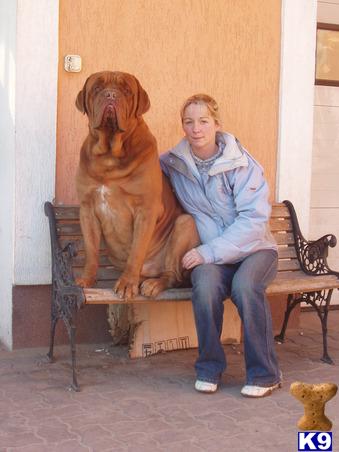 Stud Dogs - Dogue De Bordeaux