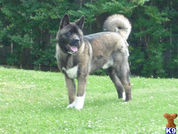 Stud Dogs - Akita
