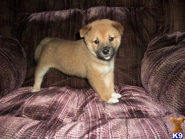Shiba Inu Puppies