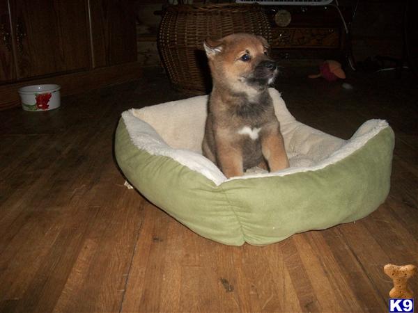 Shiba Inu Puppies