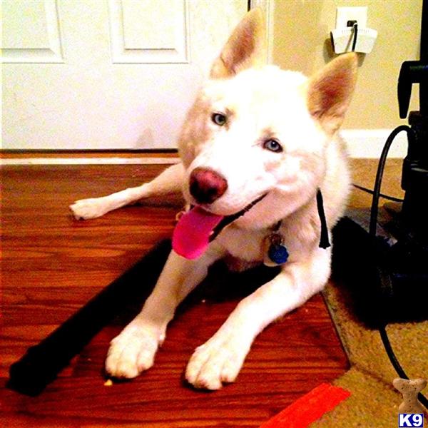 Stud Dogs - Siberian Husky