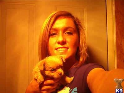 Puppies in AR