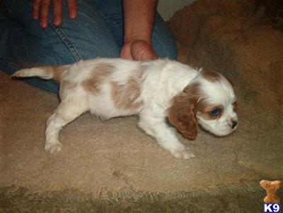 Puppies in AR