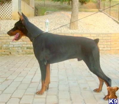 Dogs for Sale in CA