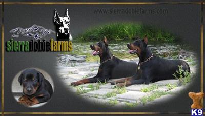 Doberman Pinscher Puppies for Sale