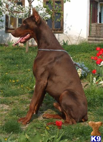 Doberman Pinscher Puppies for Sale