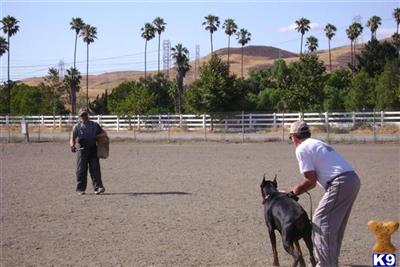 Stud Dogs - Doberman Pinscher