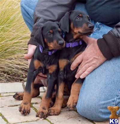 Puppies for Sale