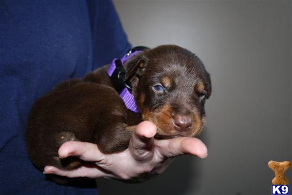Puppies in Santa clara