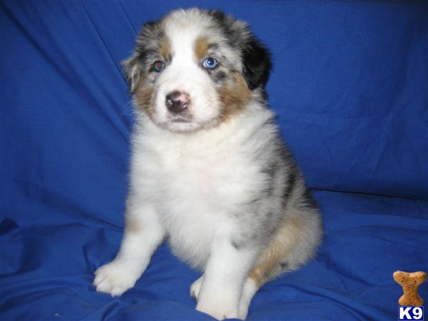 Anatolian Shepherd Dog Puppies