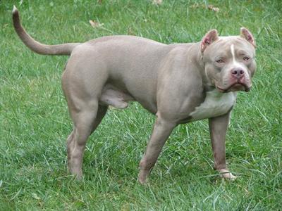 Dogs - American Pit Bull
