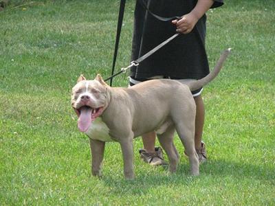 Stud Dogs - American Pit Bull