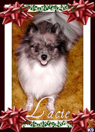 Dogs for Sale in NM