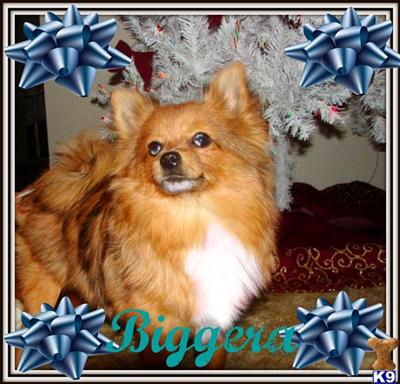 Dogs for Sale in NM