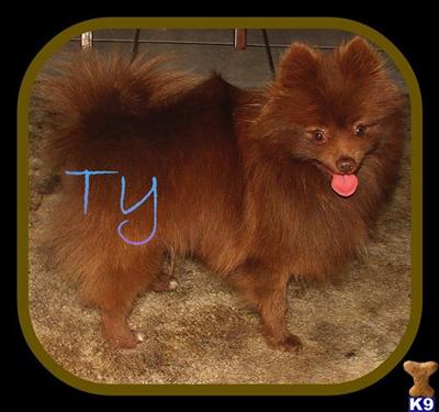 Stud Dogs - Pomeranian