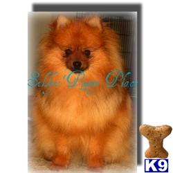 Stud Dogs - Pomeranian