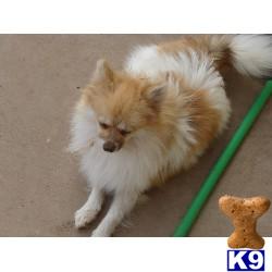 Stud Dogs - Pomeranian