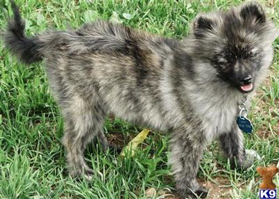 Stud Dogs - Pomeranian