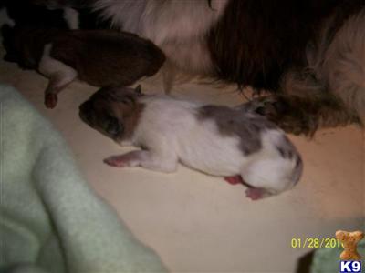 Puppies in NM