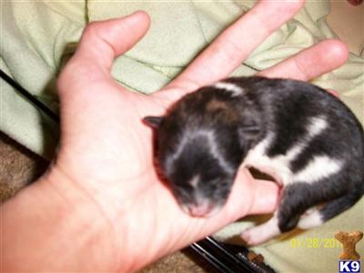 Puppies in NM
