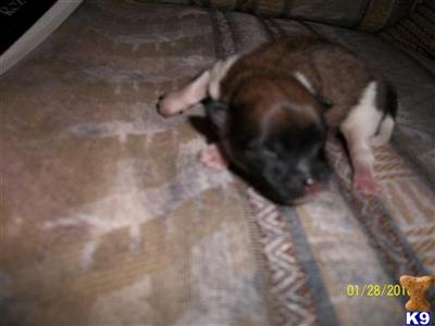 Puppies in NM