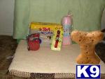 Used Dog Supplies for Sale