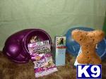 Used Dog Supplies for Sale