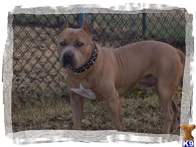 Stud Dogs in OK