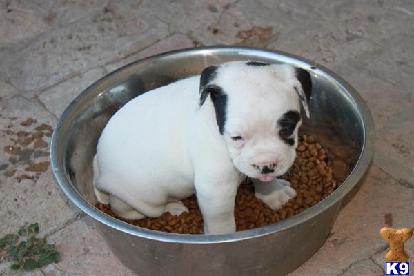 Puppies in Laredo